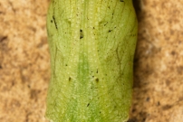 Le Tircis. Une chrysalide trouve au sol (Lpidoptre - Nymphalidae - Pararge aegeria)